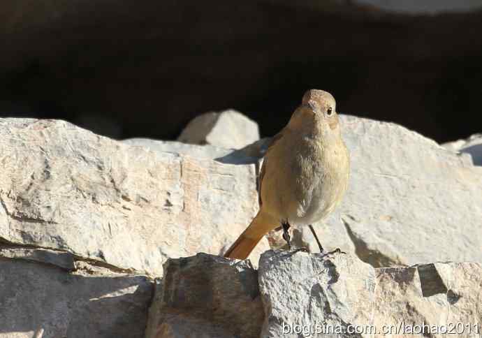 圣诞快乐,敬礼! 圣诞快乐,敬礼!