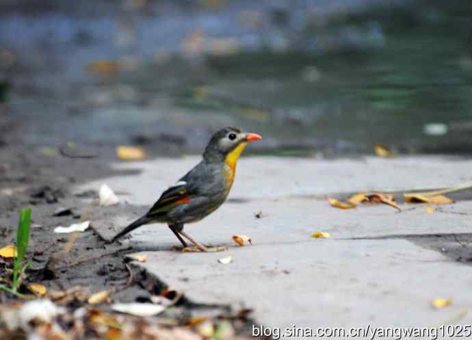 又遇相思鸟(1) 又遇相思鸟(1)