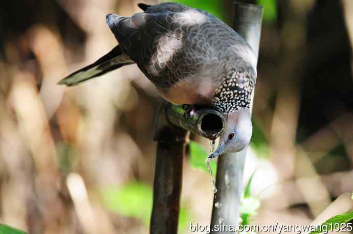 饮水的珠颈斑鸠（续）