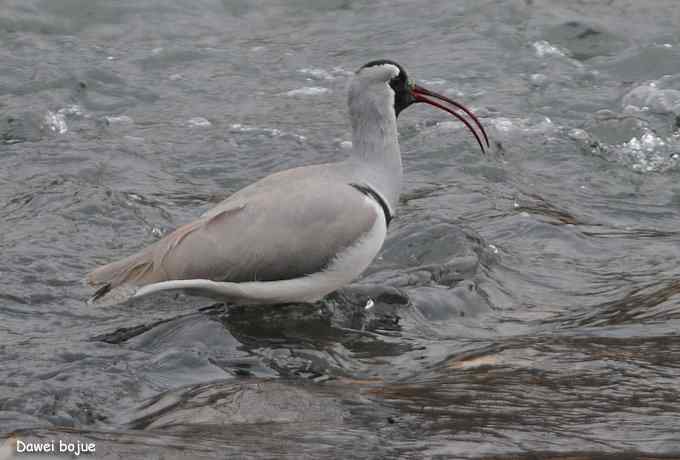 亚洲山地珍鸟:鹮嘴鹬 亚洲山地珍鸟:鹮嘴鹬