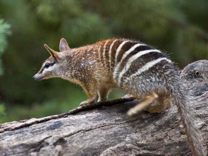 盘点十二大著名食蚁动物：袋食蚁兽