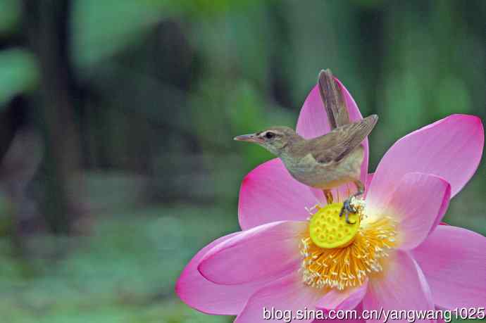 东方大苇莺与荷花（6）
