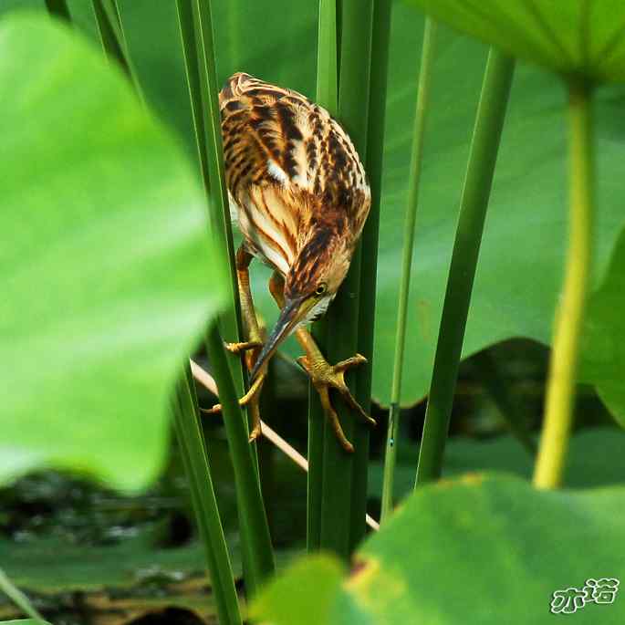 圆明园拍鸟——又见黄小鳽