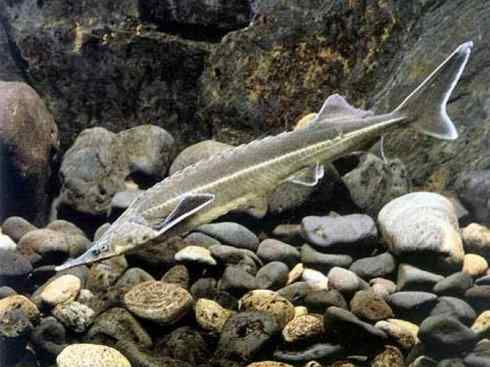 鱼类活化石：中华鲟