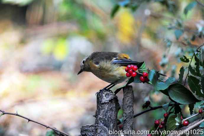 雌性北红尾鸲与红豆