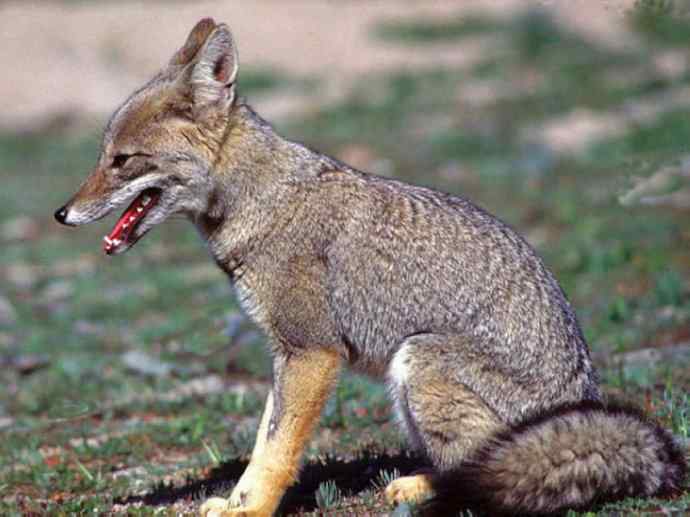 犬科：狐亚科伪狐属之阿根廷狐、山狐、达尔文狐