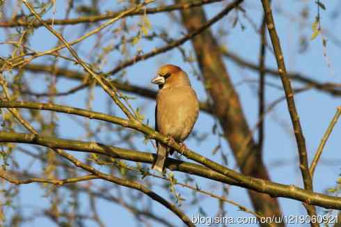 内蒙古鸟类摄影——告别60D+适马500