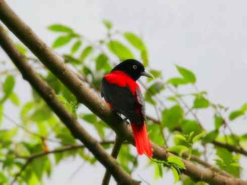 美丽无罪：雀鸟之朱鹂