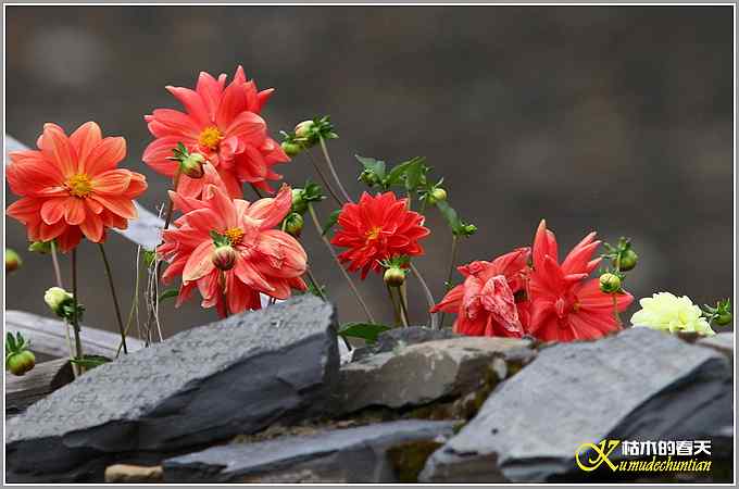 记录高原山鹑&bull;矛纹草鹛&bull;栗腹矶鸫【照片】