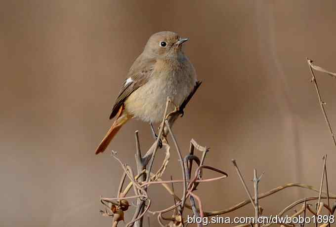 山光悦鸟性 wbr偶心竞翔飞 山光悦鸟性 wbr偶心竞翔飞