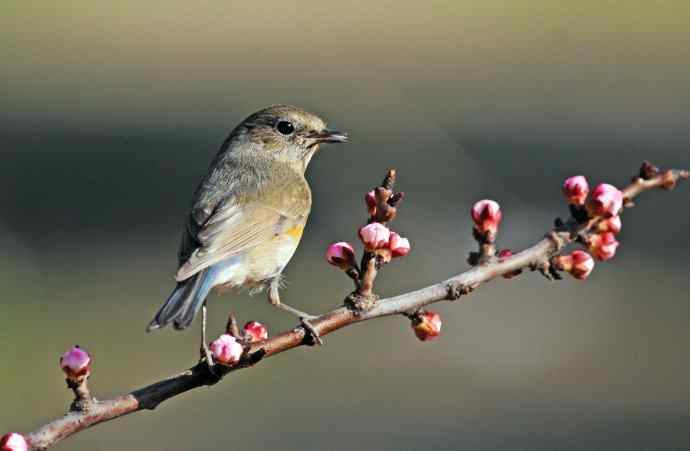 雌性红胁蓝尾鸲(42) 雌性红胁蓝尾鸲(42)
