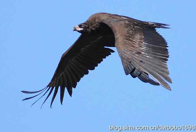 走近秃鹫:一段撼人心魄的拍摄经历 走近秃鹫:一段撼人心魄的拍摄经历