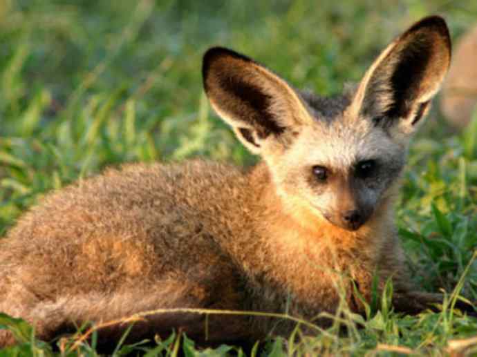 犬科：狐亚科之大耳狐