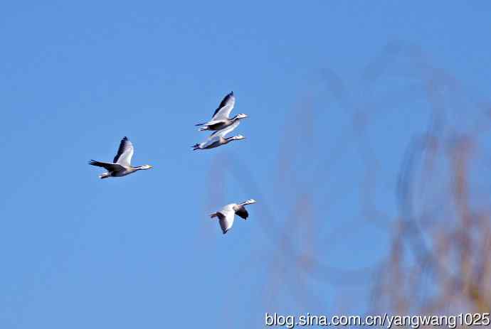 斑头雁(抓拍)15 斑头雁(抓拍)15