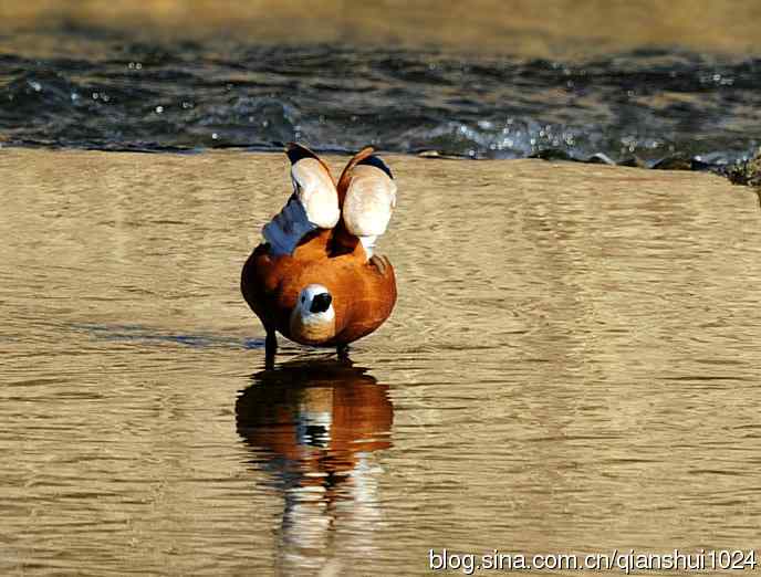 赤麻鸭,这姿势,像神马