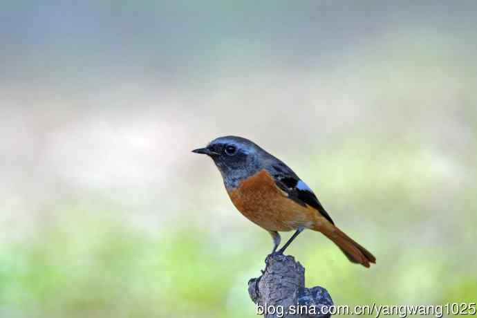 雄性北红尾鸲(33) 雄性北红尾鸲(33)