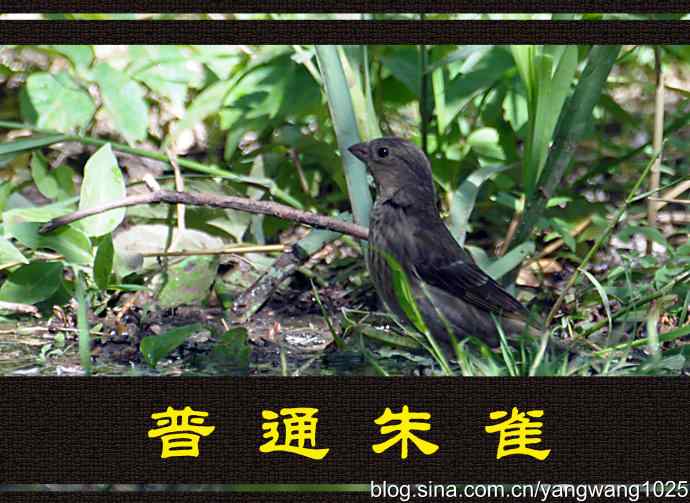 普通朱雀（雌性）