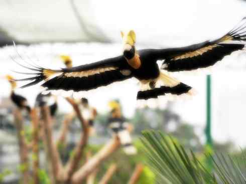 奇特的盔:盔犀鸟 奇特的盔:盔犀鸟