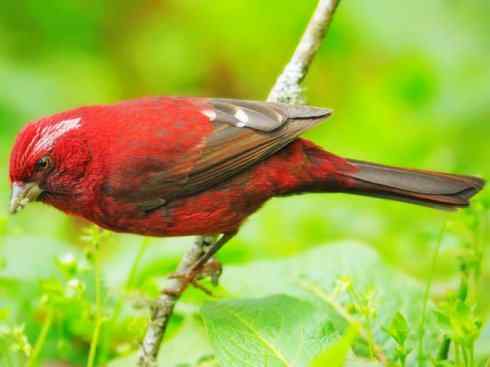 美丽无罪：雀鸟之雀类