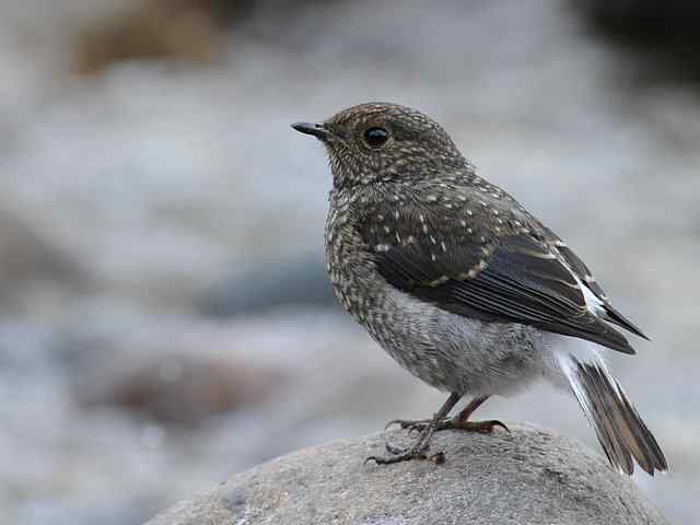 十渡有鸟初长成 wbr. wbr养在溪边人尽识