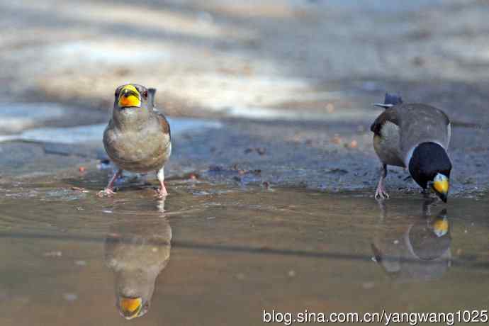 饮水的黑尾蜡嘴雀（3）