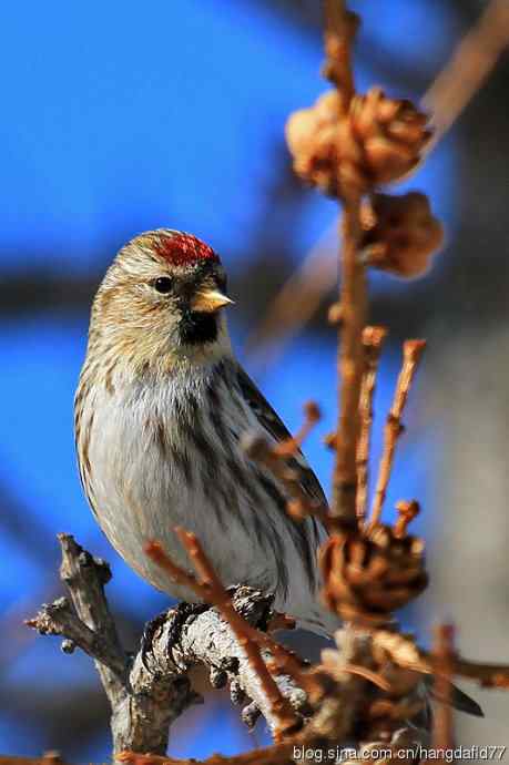 美国鸟类摄影——白腰朱顶雀（2）