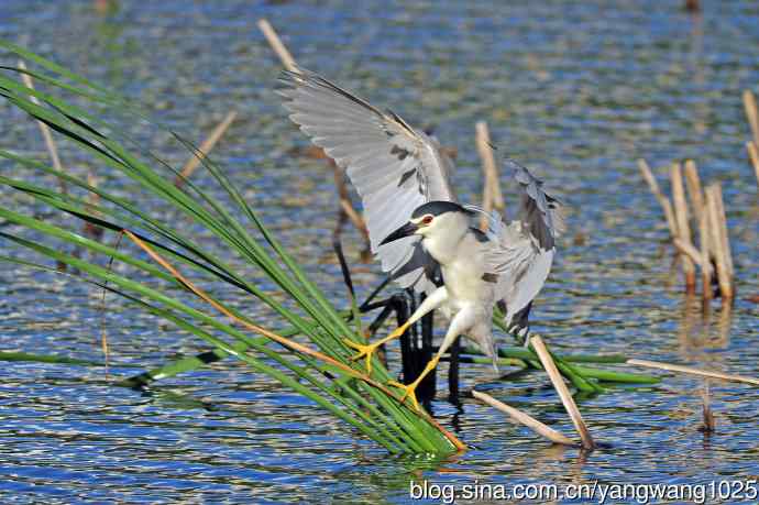 寻鱼的夜鹭（7）