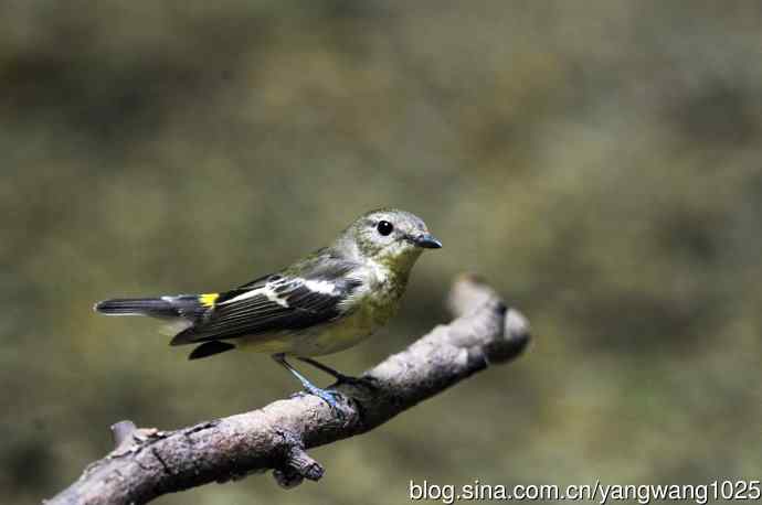 雌性白眉姬鹟（4）