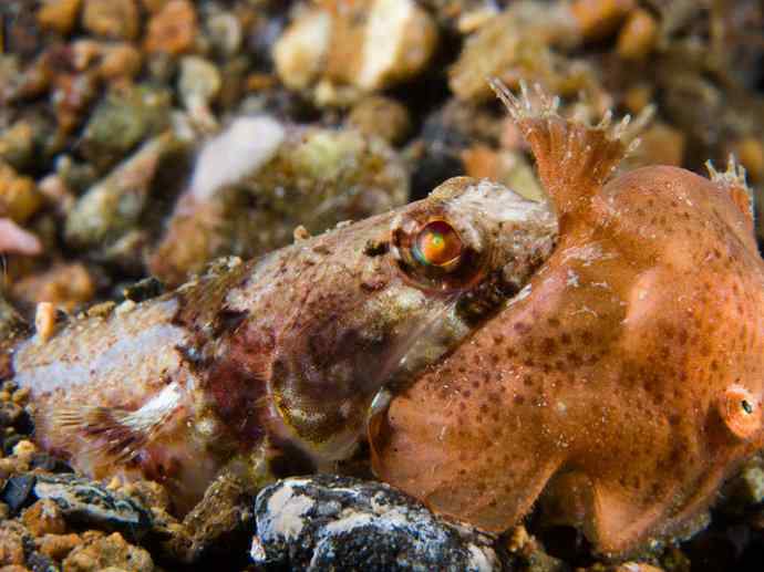 鱼类活化石：帆蜥鱼