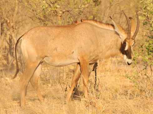 麒麟：传说的兽原型探秘（马羚）