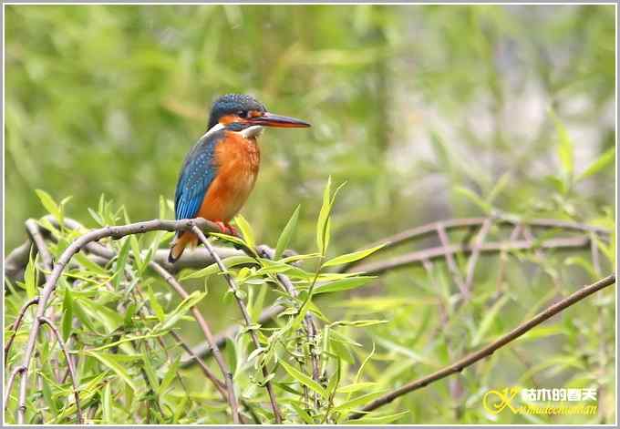 鸟上枝头【照片】 鸟上枝头【照片】