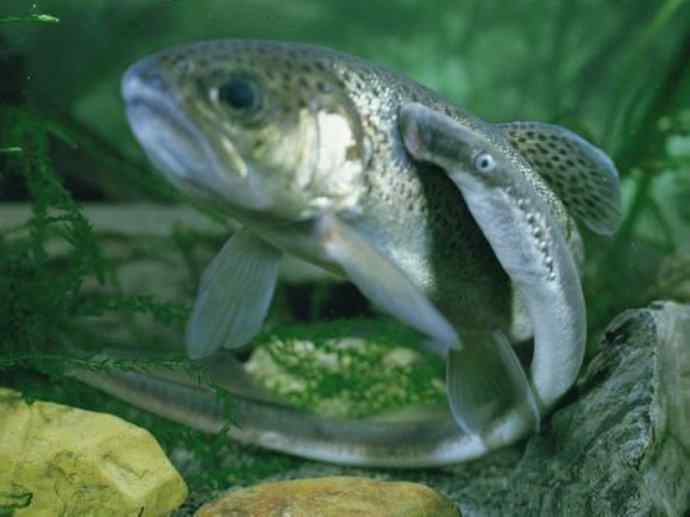 鱼类活化石：七鳃鳗