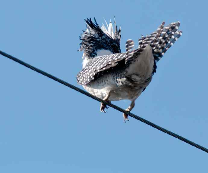 一次拍鸟会友的愉快经历