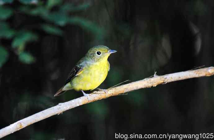 雌性绿背姬鶲（8）