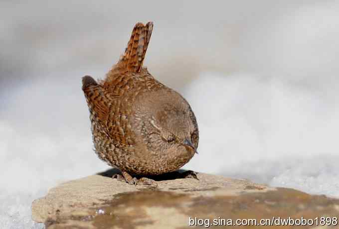 赤颈鸫和小鹪鹩