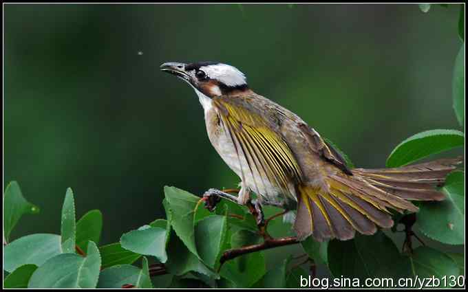 金海湖的鸟（2）——白头翁（组图）