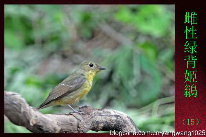 雌性绿背姬鶲（15）