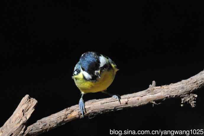 雄性黄腹山雀（2）