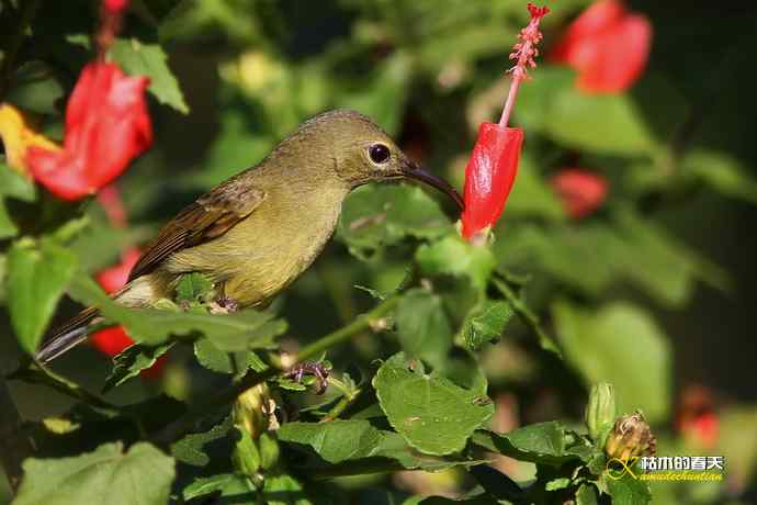 西双版纳拍鸟：黄腰太阳鸟