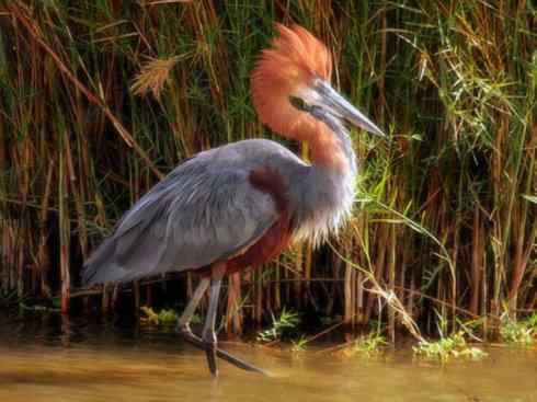 天生猎手：非猛禽类猎手之六（重量级的杀手——大型鹭鸟）