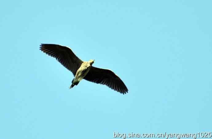 飞翔（夜鹭） wbr1