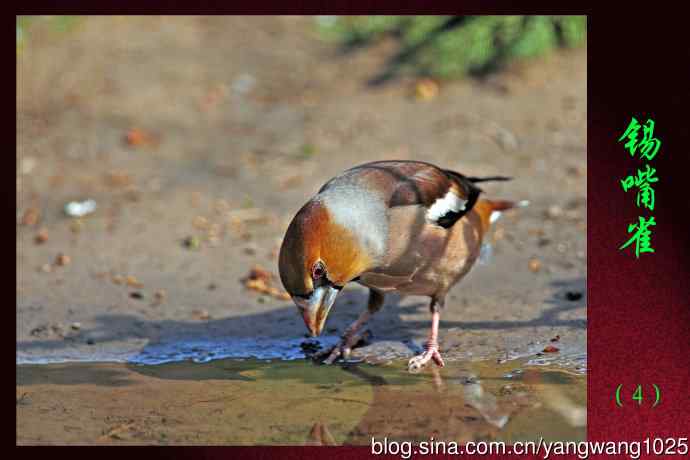 北京天坛公园的鸟类——锡嘴雀（4）