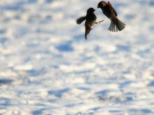 雀鸟也彪悍：谁怕谁（鹊鸲）