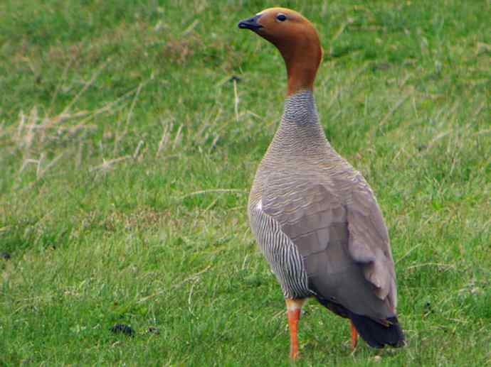犬科：狐亚科伪狐属之高地狐、河狐、秘鲁狐