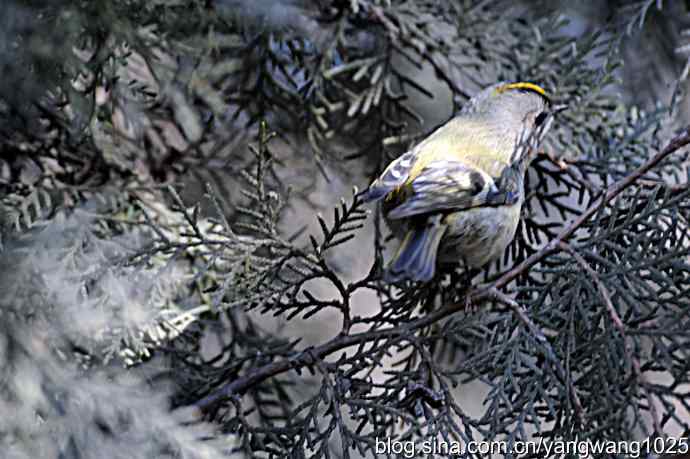 柏树丛中的戴菊 wbr3