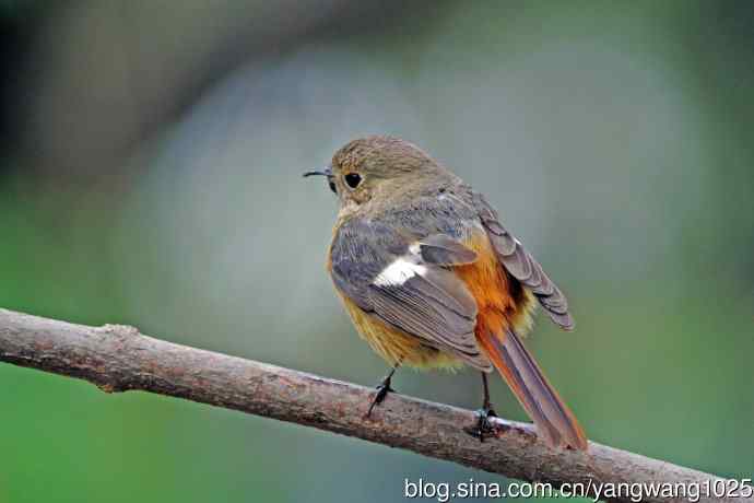 折断下嘴的鸟儿（雌性北红尾鸲）
