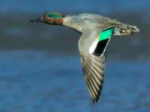 家禽驯化之源之十四