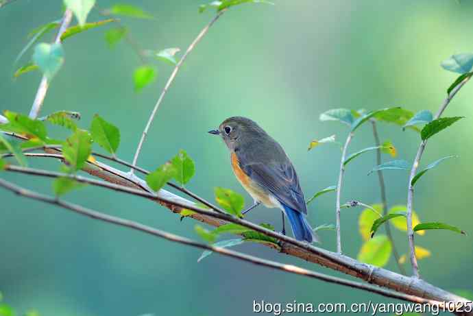 雌性红胁蓝尾鸲 雌性红胁蓝尾鸲