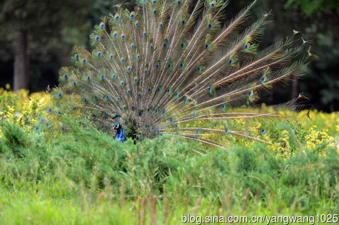 蓝孔雀（开屏）续
