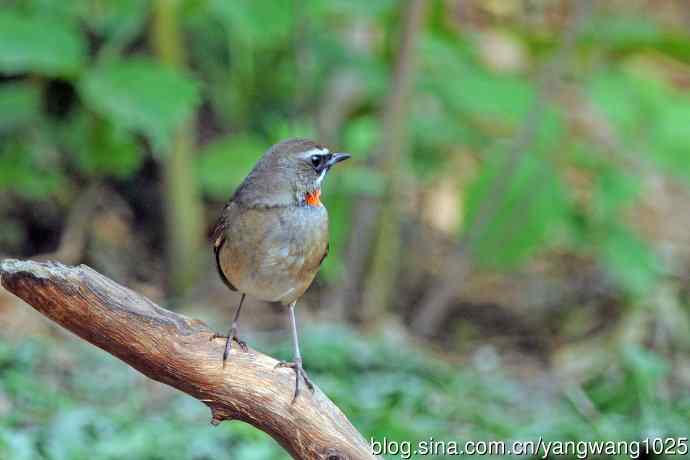 雄性红喉歌鸲（12）